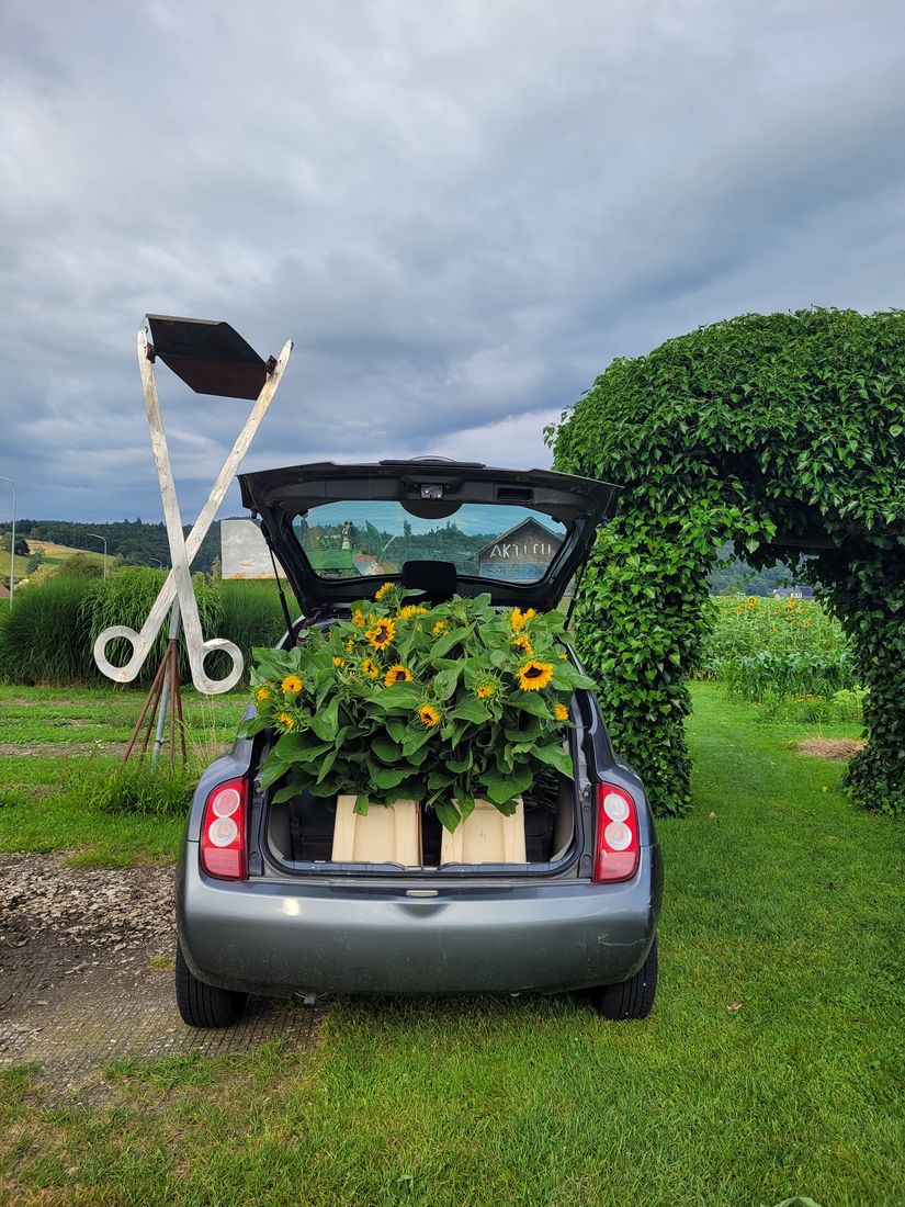 Grosse Holzschere und ein Auto voller Sonnenblumen am Feldrand