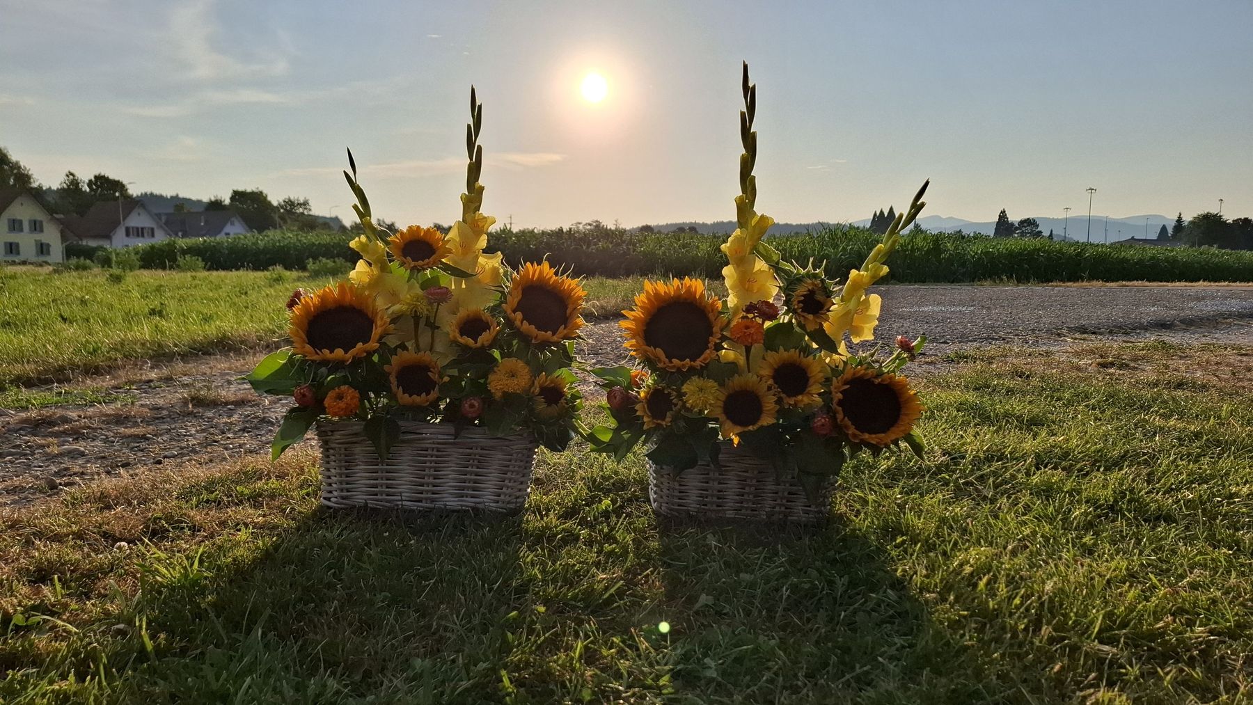 Zwei Körbe mit Sonnenblumen und Gladiolen im Abendlicht vor dem Blumenfeld in Brittnau